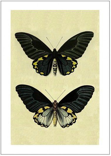 BUTTERFLY NO 2