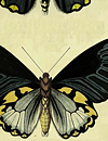 BUTTERFLY NO 2