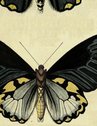 BUTTERFLY NO 2