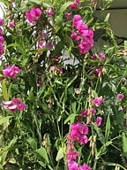 Rosenvial