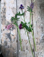 "Iris & lupinerna"