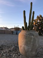 akvarell "Joshua Tree" tavla orginal