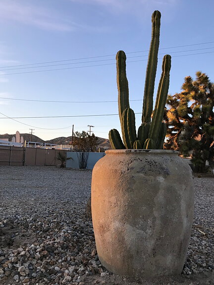 akvarell "Joshua Tree" tavla orginal