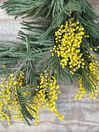Såld! "Mimosa" Akryltavla målad av Maria C Bernhardsson/ MC, orginal