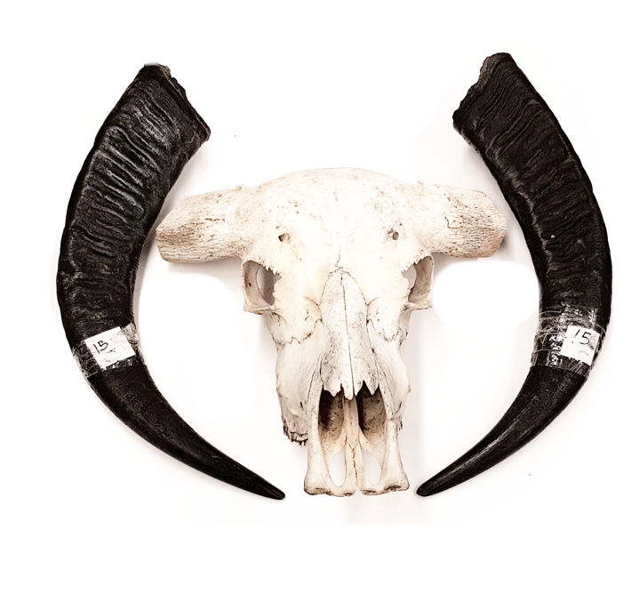 Vattenbuffel Skalle - Bubalus bubalis