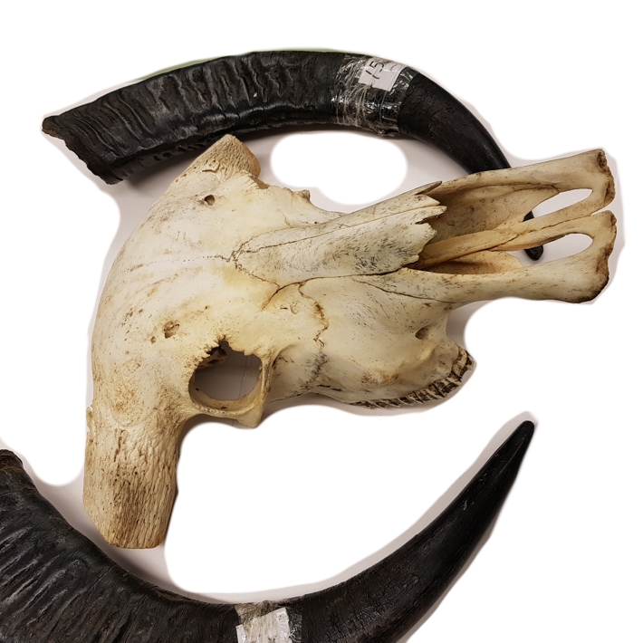 Vattenbuffel Skalle - Bubalus bubalis - 3