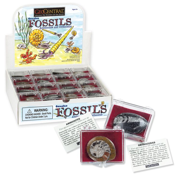 Ekte Fossiler (Ammonit og Orthoceras)