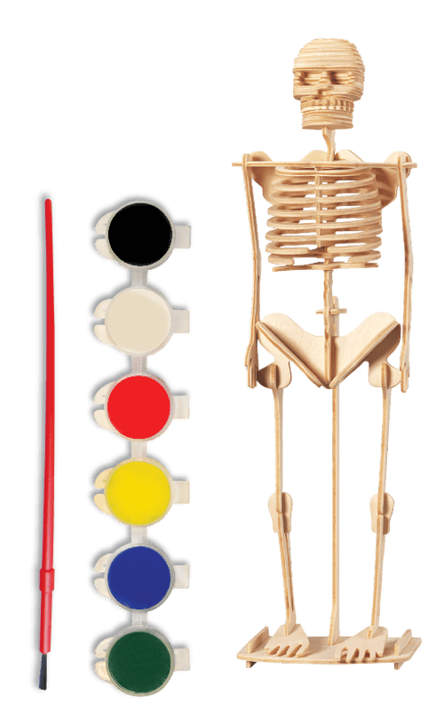 Skjelett byggesett3D, Science4You - 3