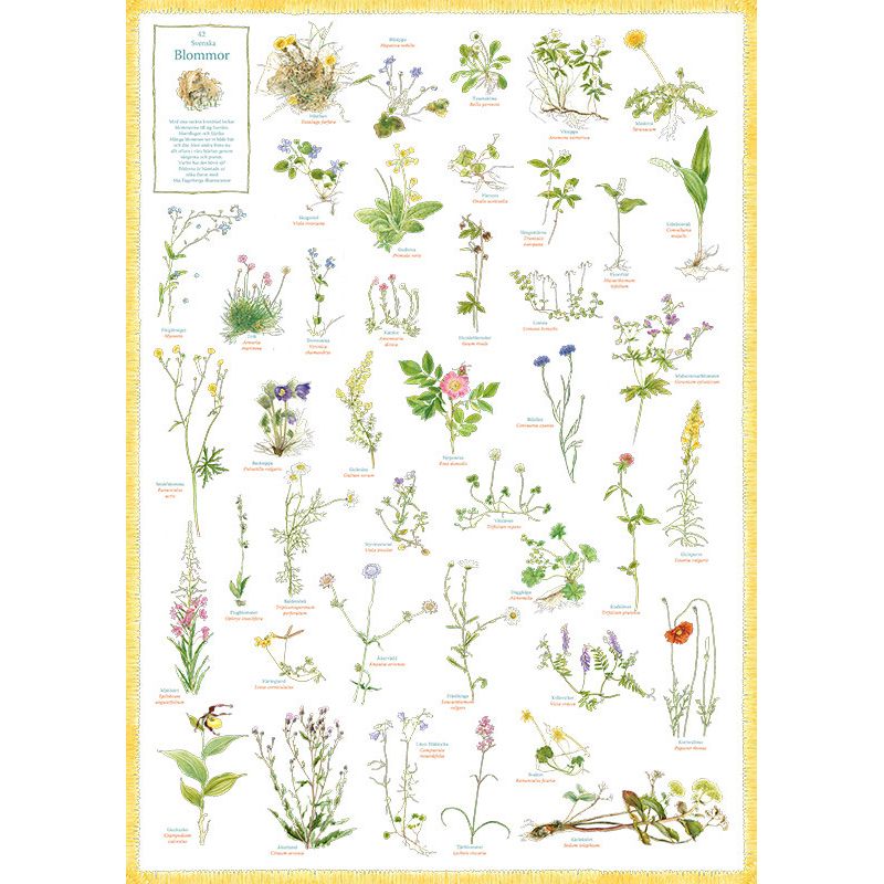 Svenska Blommor affisch - Hjelm Förlag