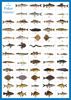 Svenska fiskar affisch - hjelm förlag